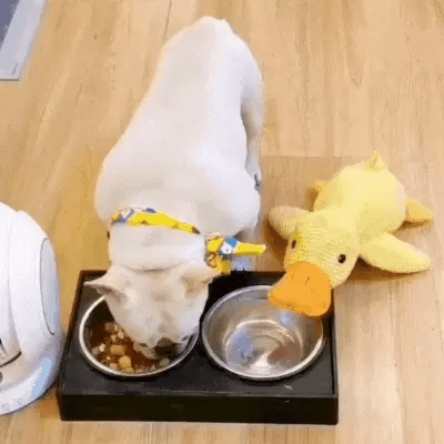 Quack-Attack Calming Duck