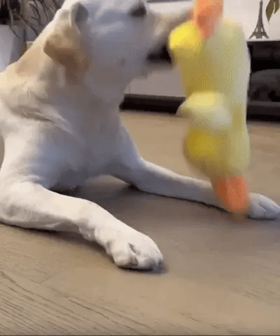 Quack-Attack Calming Duck